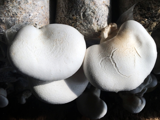 白靈菇的營養與保健價值